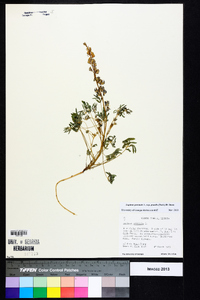 Lupinus perennis subsp. gracilis image