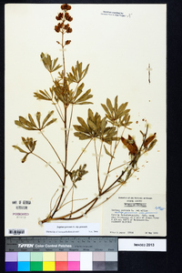 Lupinus perennis subsp. perennis image