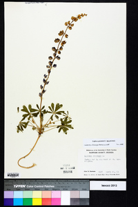 Lupinus perennis subsp. perennis image