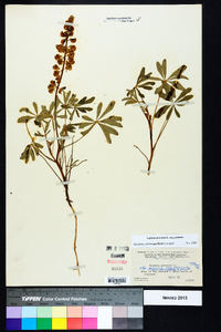 Lupinus perennis subsp. perennis image