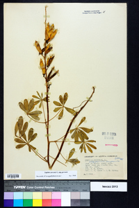 Lupinus perennis subsp. perennis image