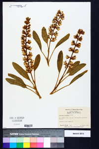 Lupinus villosus image