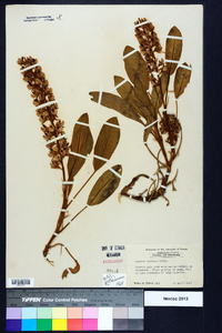 Lupinus villosus image