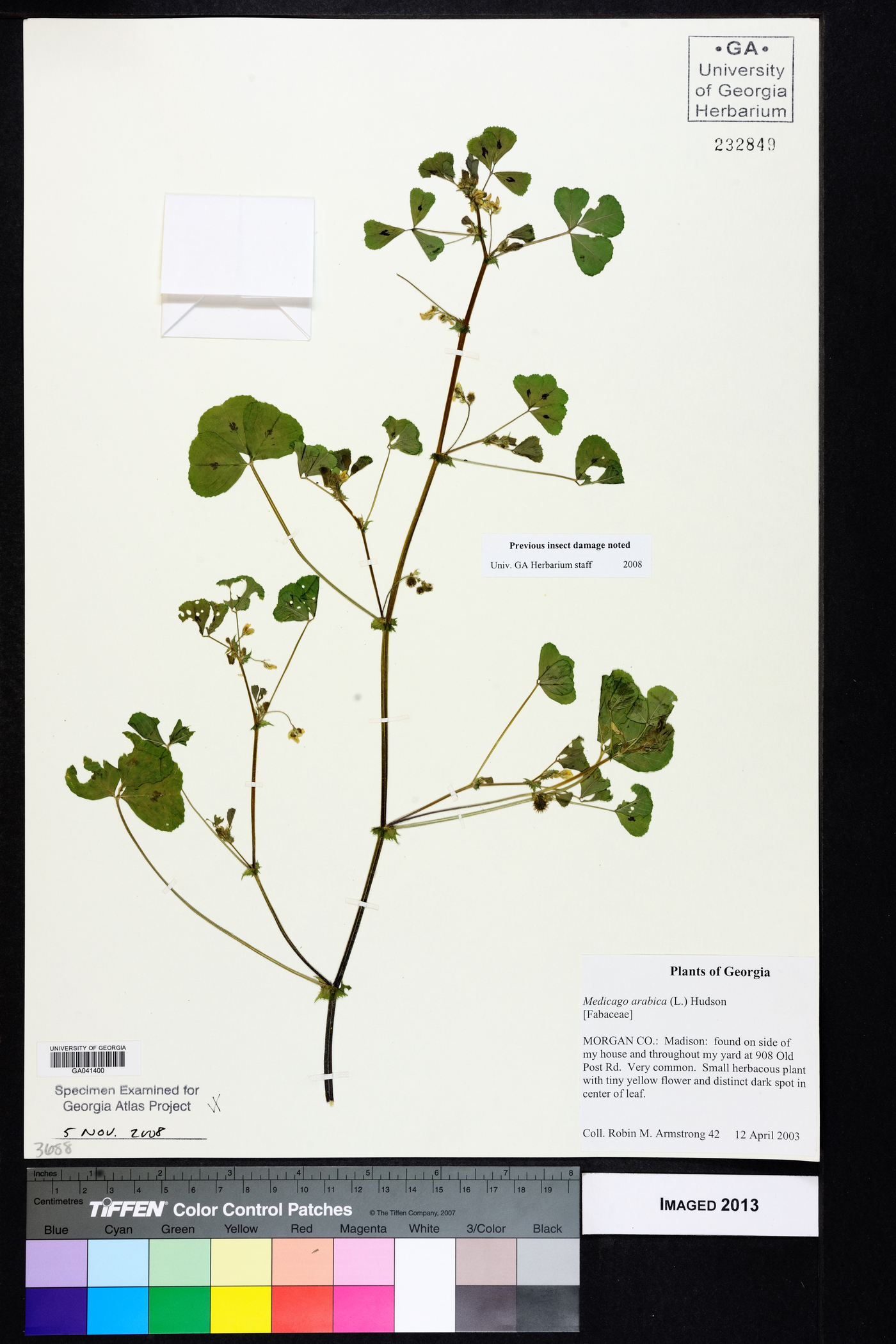 Medicago arabica image