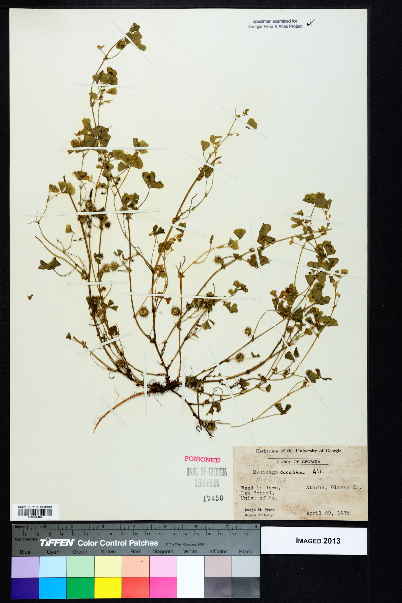 Medicago arabica image