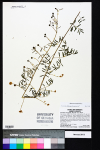 Mimosa microphylla image