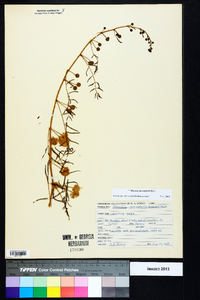 Mimosa microphylla image