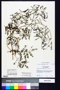 Mimosa microphylla image