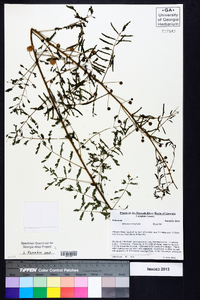 Mimosa microphylla image