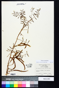 Mimosa microphylla image