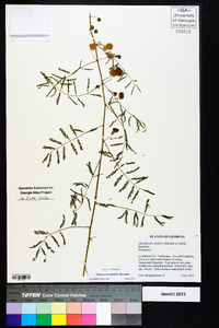 Mimosa microphylla image