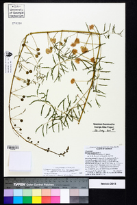 Mimosa microphylla image