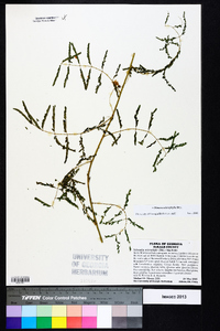 Mimosa microphylla image