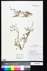 Mimosa microphylla image