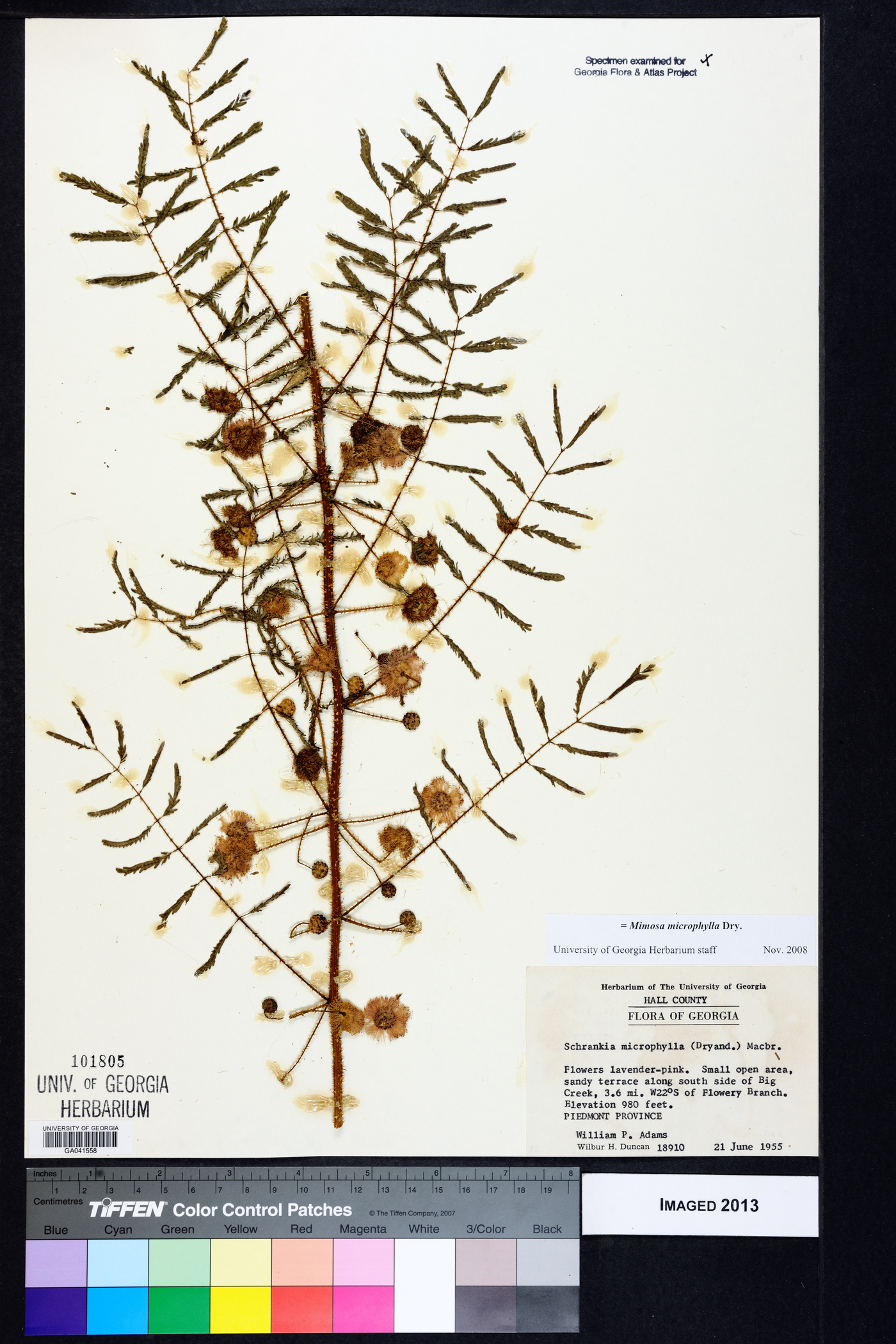 Mimosa microphylla image