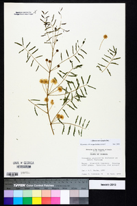 Mimosa microphylla image