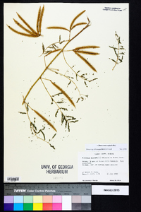 Mimosa microphylla image