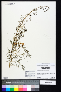 Mimosa microphylla image