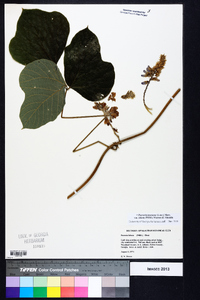 Pueraria montana var. lobata image