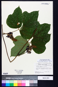 Pueraria montana var. lobata image