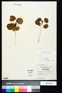 Rhynchosia reniformis image