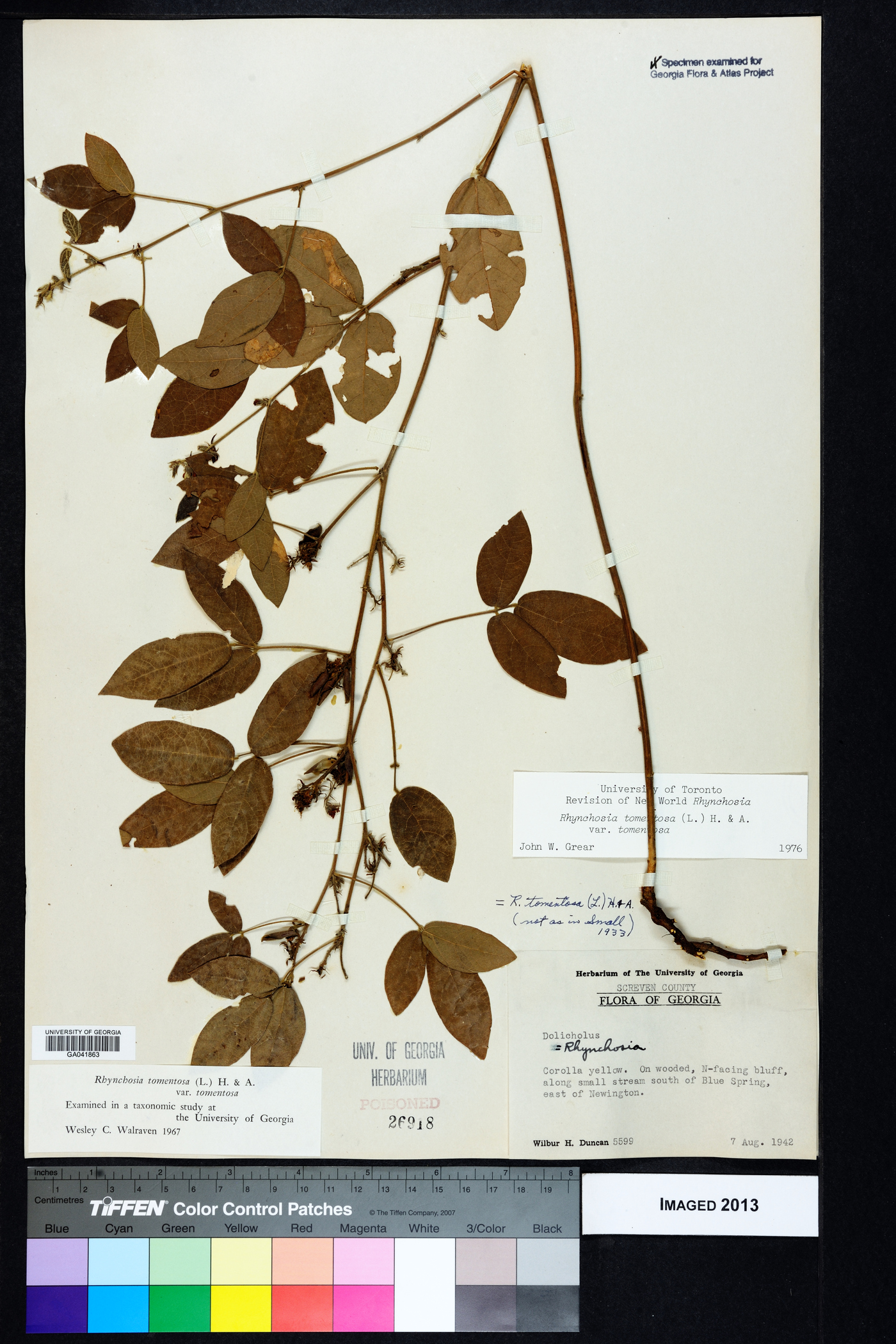 Rhynchosia tomentosa var. tomentosa image