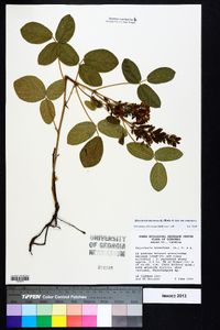 Rhynchosia tomentosa var. tomentosa image