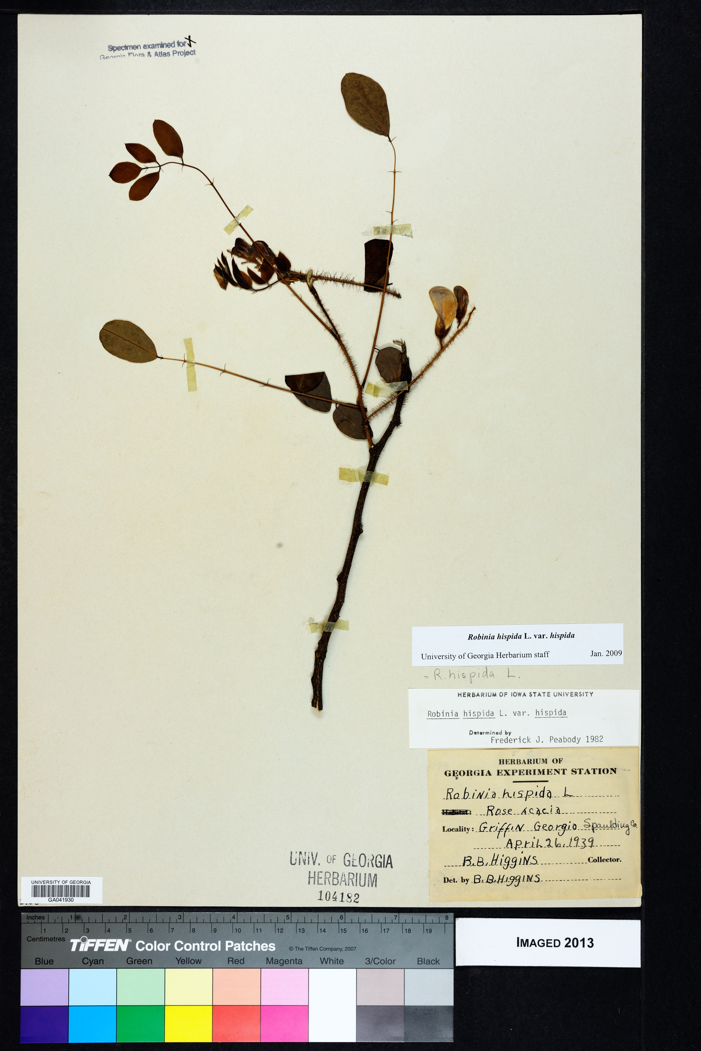 Robinia hispida var. hispida image