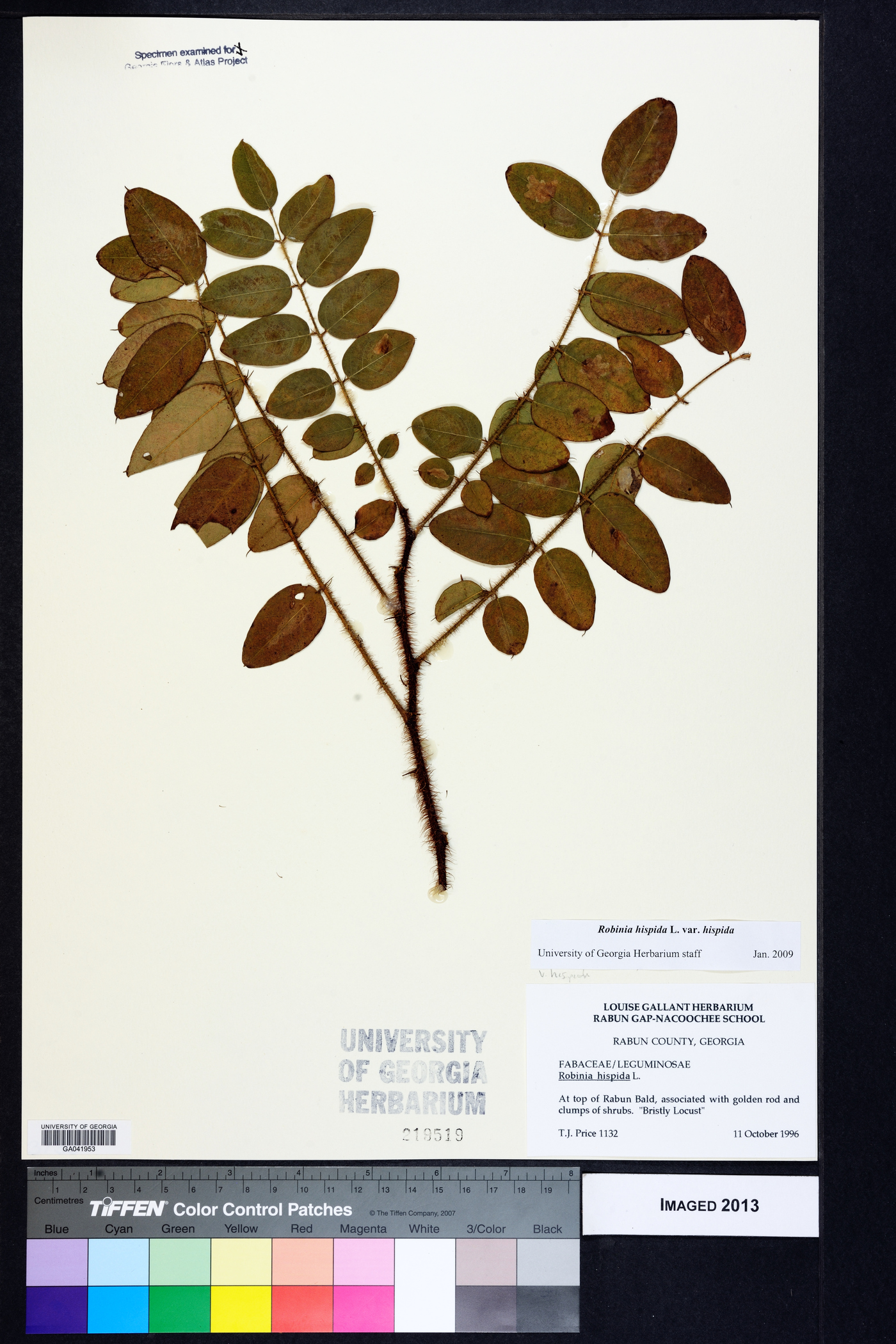 Robinia hispida var. hispida image