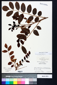 Robinia hispida image