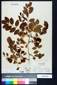 Robinia hispida var. rosea image