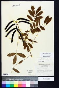 Senna marilandica image