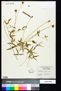 Strophostyles umbellata image