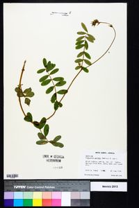 Tephrosia spicata image