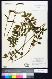 Tephrosia spicata image