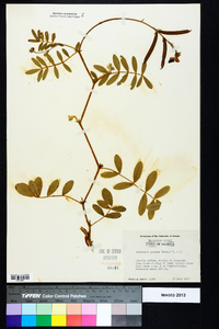 Tephrosia spicata image