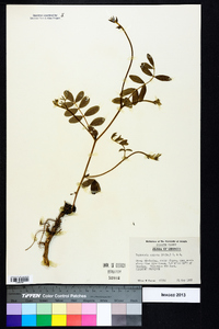 Tephrosia spicata image