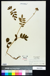 Tephrosia spicata image