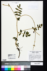 Tephrosia spicata image