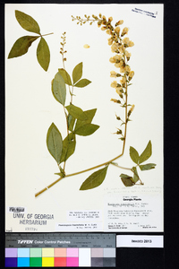 Thermopsis fraxinifolia image