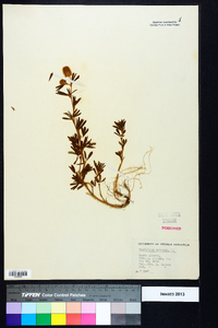 Trifolium arvense image