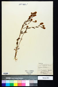 Trifolium arvense image