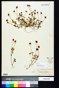 Trifolium carolinianum image