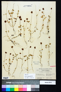 Trifolium carolinianum image