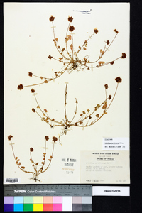 Trifolium carolinianum image