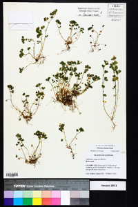 Trifolium dubium image