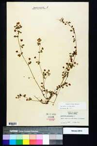 Trifolium dubium image