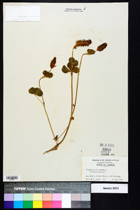 Trifolium incarnatum image