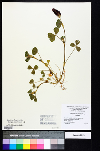 Trifolium incarnatum image