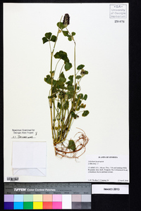 Trifolium incarnatum image